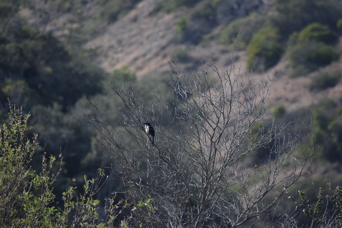 Island Scrub-Jay - ML625409764