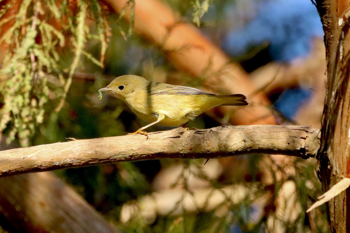 Yellow Warbler - ML625409766