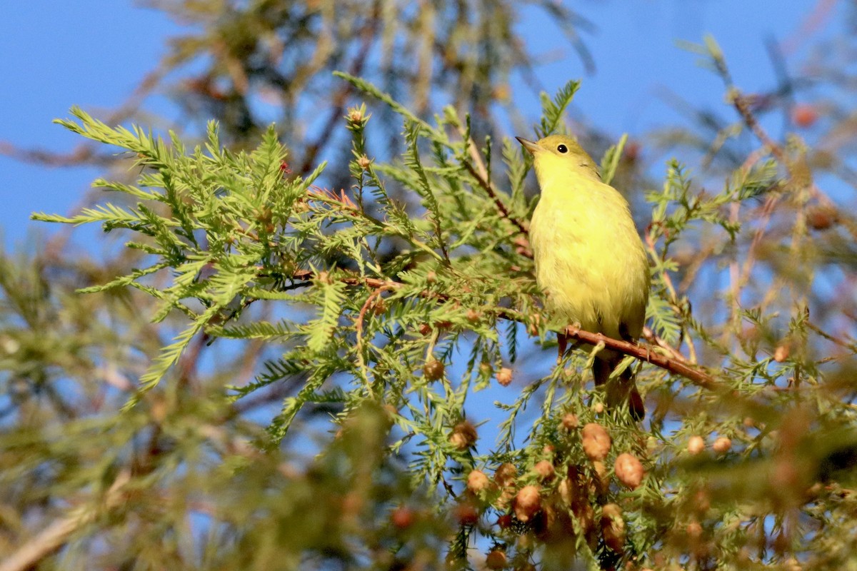 Yellow Warbler - Robbin Mallett