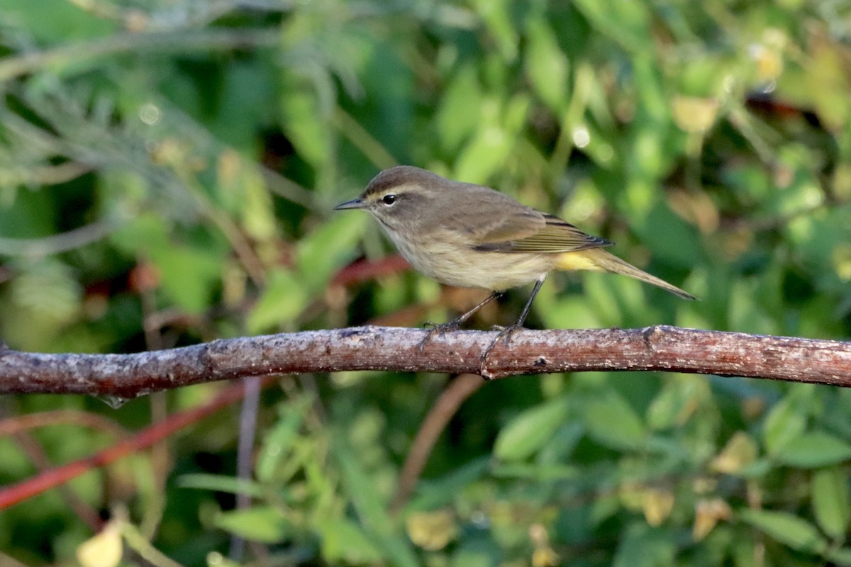 Palm Warbler - ML625409772