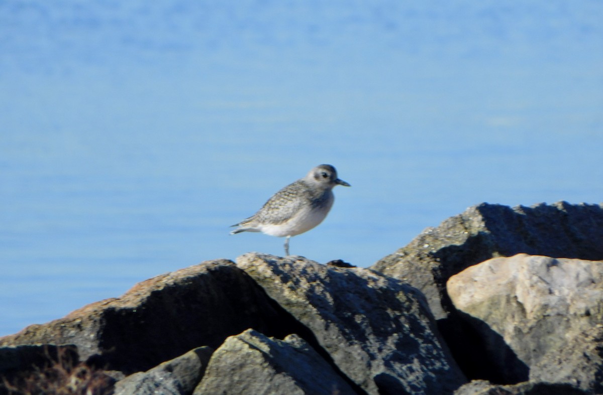 Black-bellied Plover - Tim E.