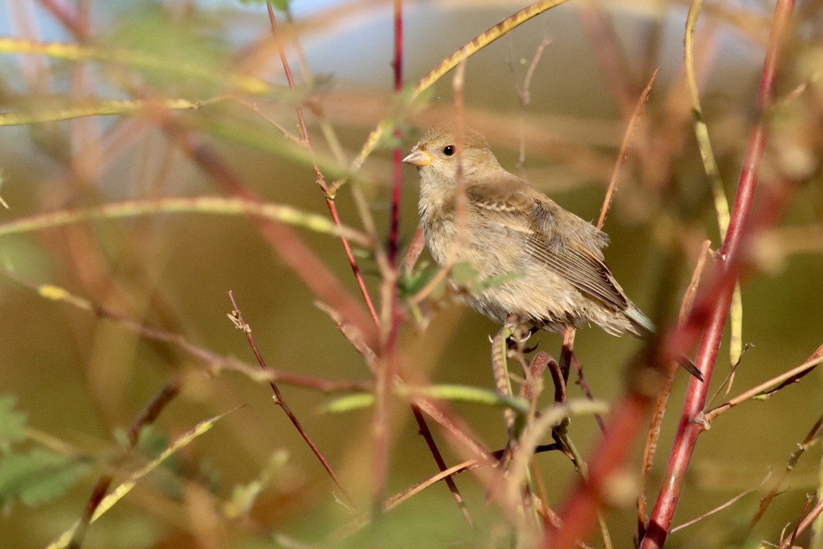 Indigo Bunting - ML625409802