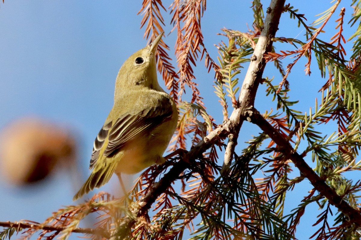 Yellow Warbler - ML625409813