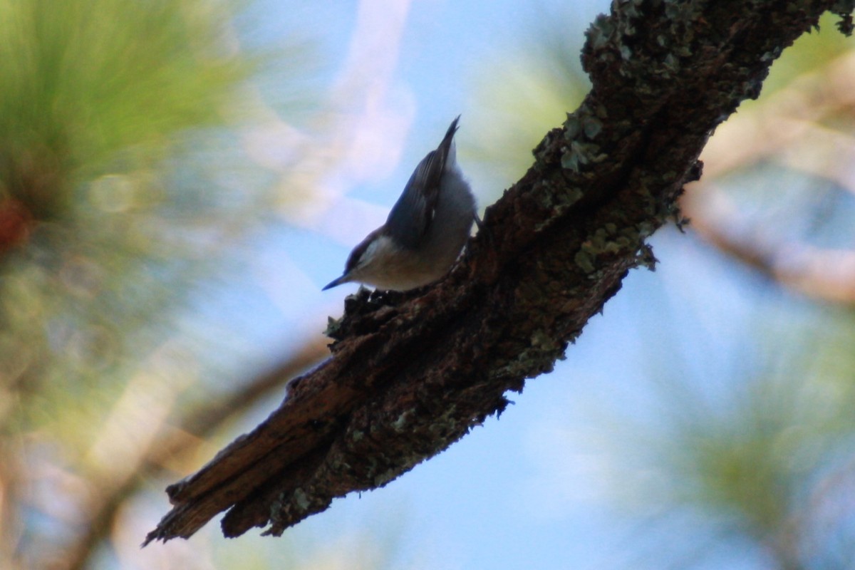 Brown-headed Nuthatch - ML625409851