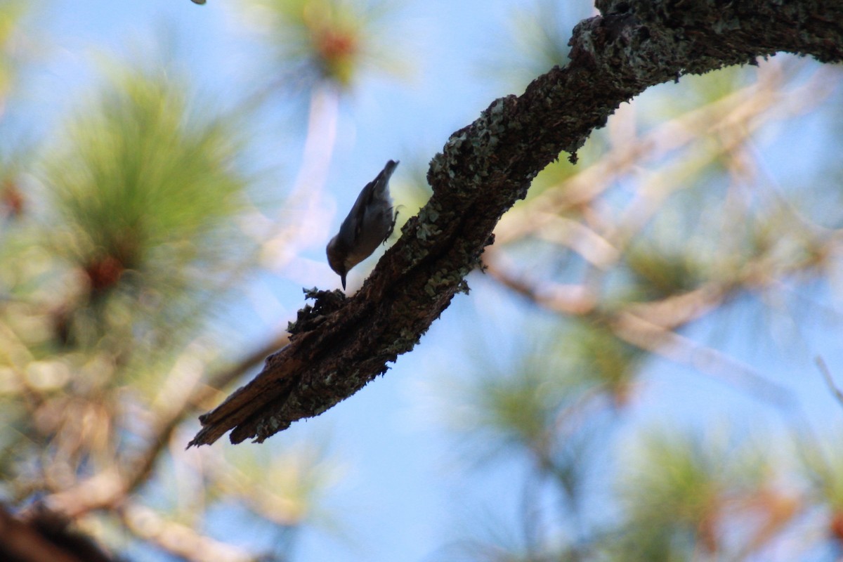 Brown-headed Nuthatch - ML625409852