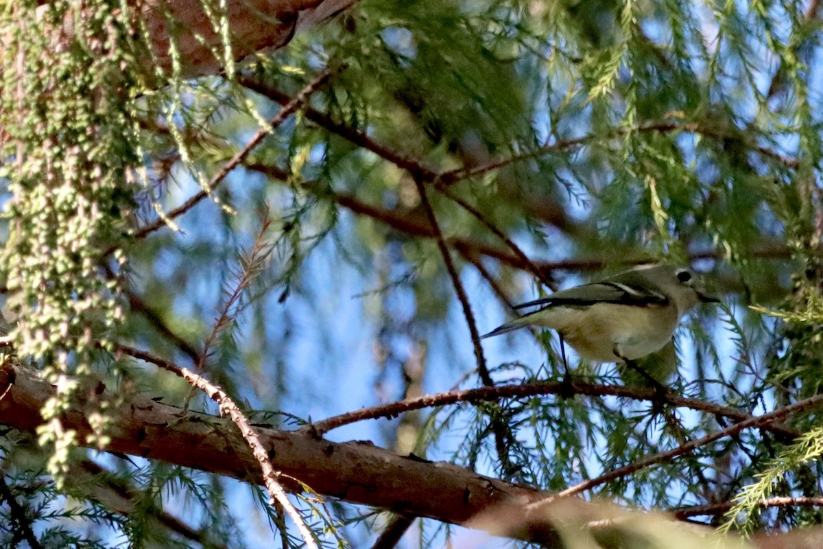 Ruby-crowned Kinglet - ML625409898