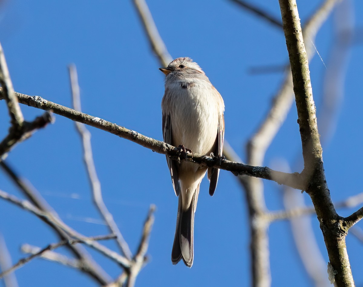 American Tree Sparrow - ML625409900