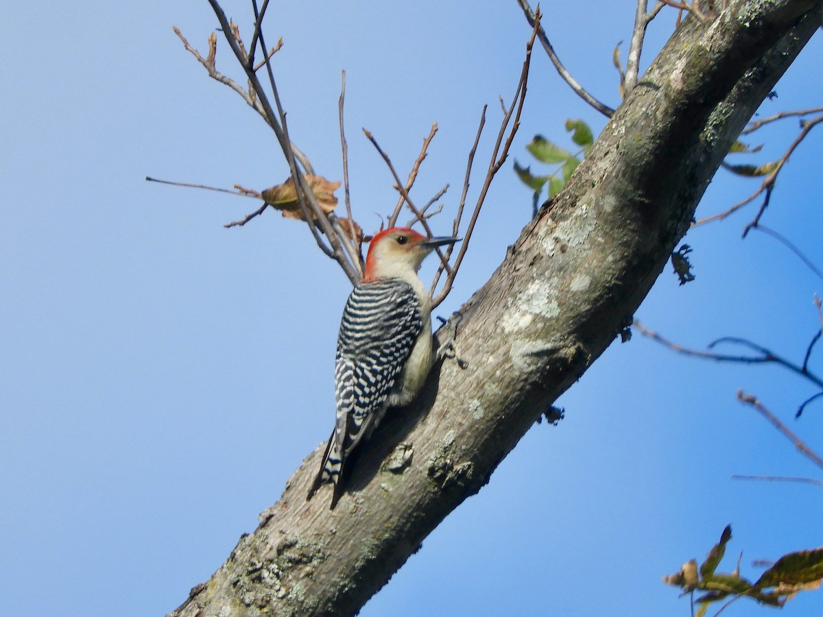 Red-bellied Woodpecker - ML625409909