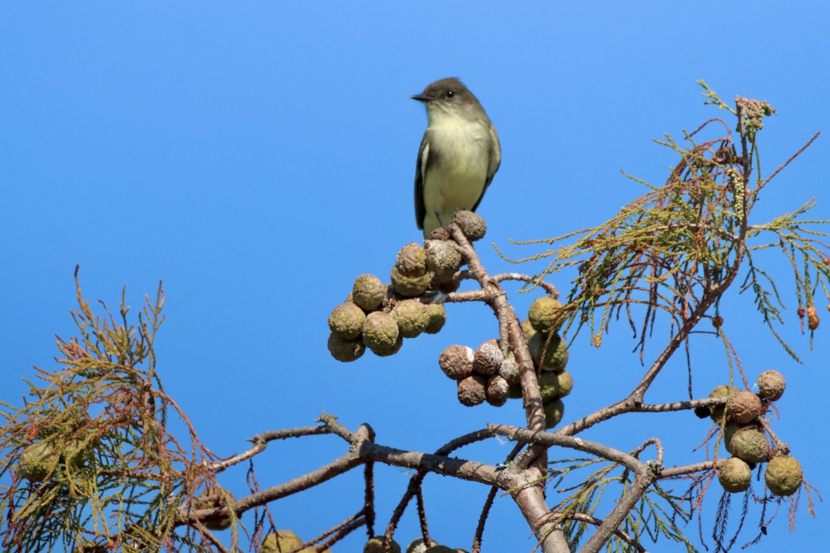 Eastern Phoebe - ML625409928