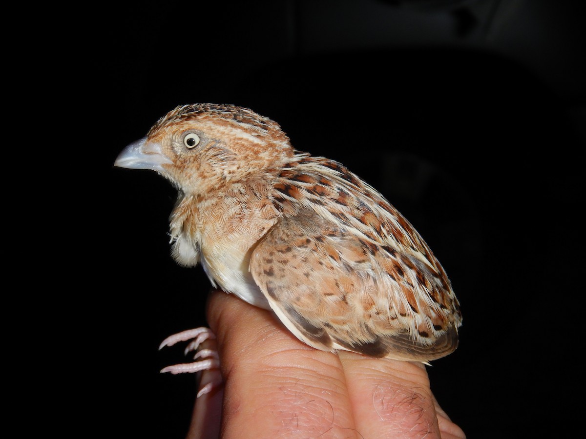 Little Buttonquail - ML625409933