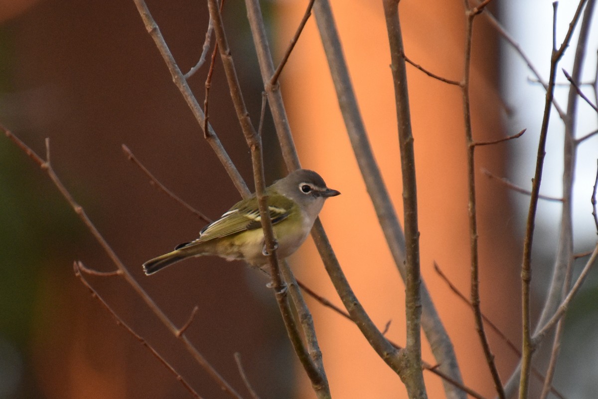 Blue-headed Vireo - Valerie Burdette