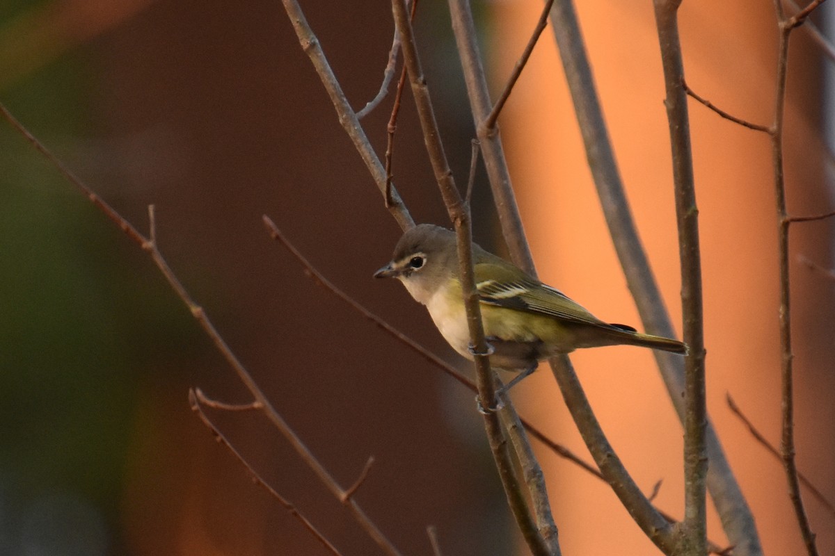 Blue-headed Vireo - ML625409939