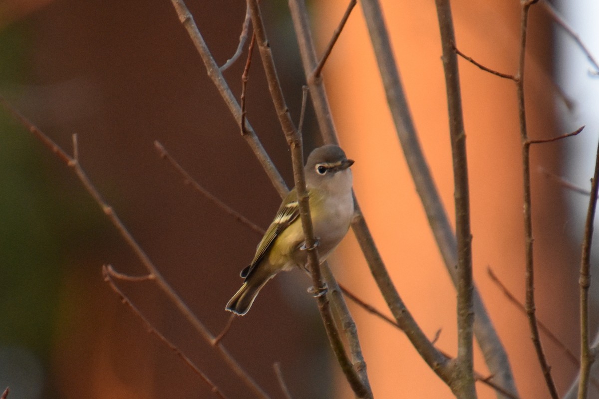 Blue-headed Vireo - ML625409947