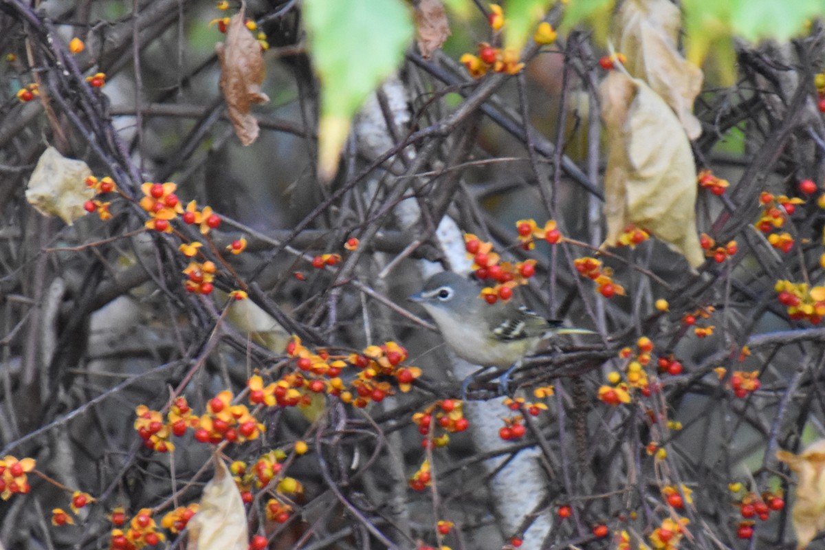 Blue-headed Vireo - ML625409949