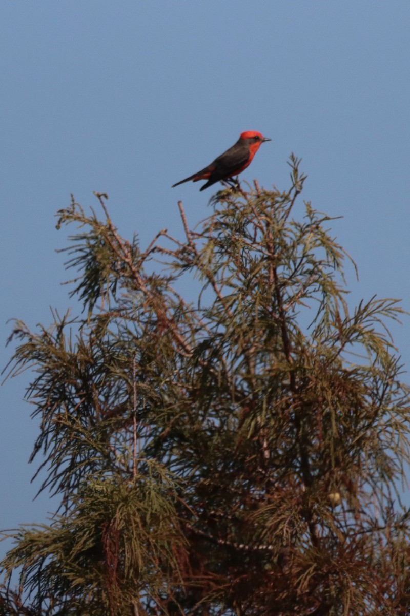 Vermilion Flycatcher - Robbin Mallett