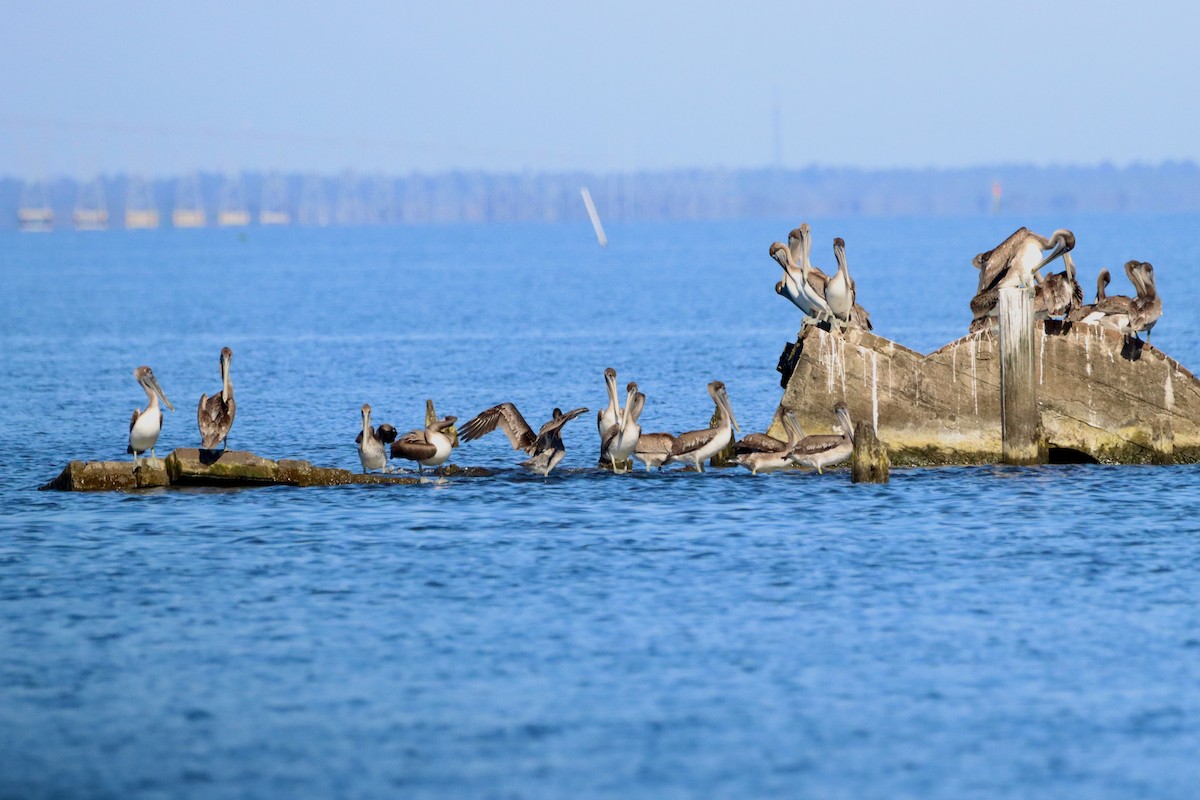 Brown Pelican - ML625409960