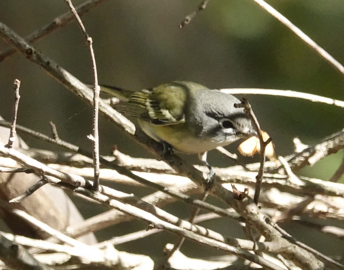 Blue-headed Vireo - ML625409965