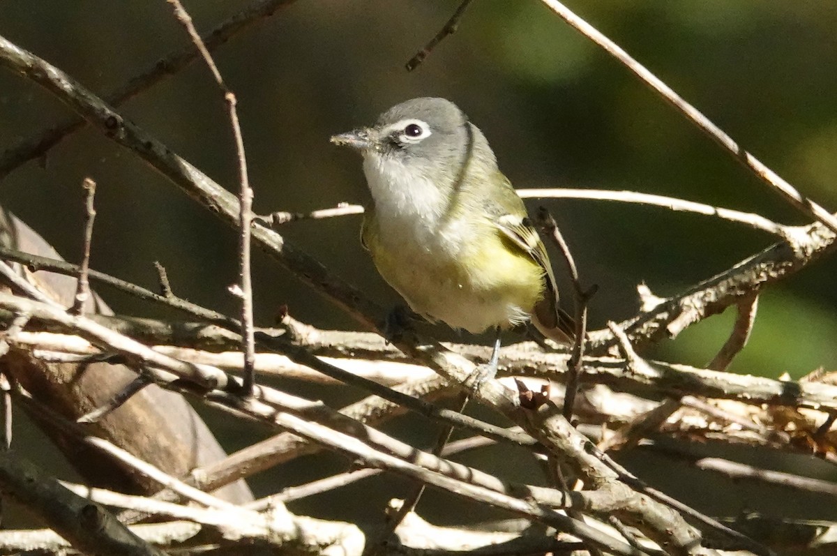 Blue-headed Vireo - ML625409968