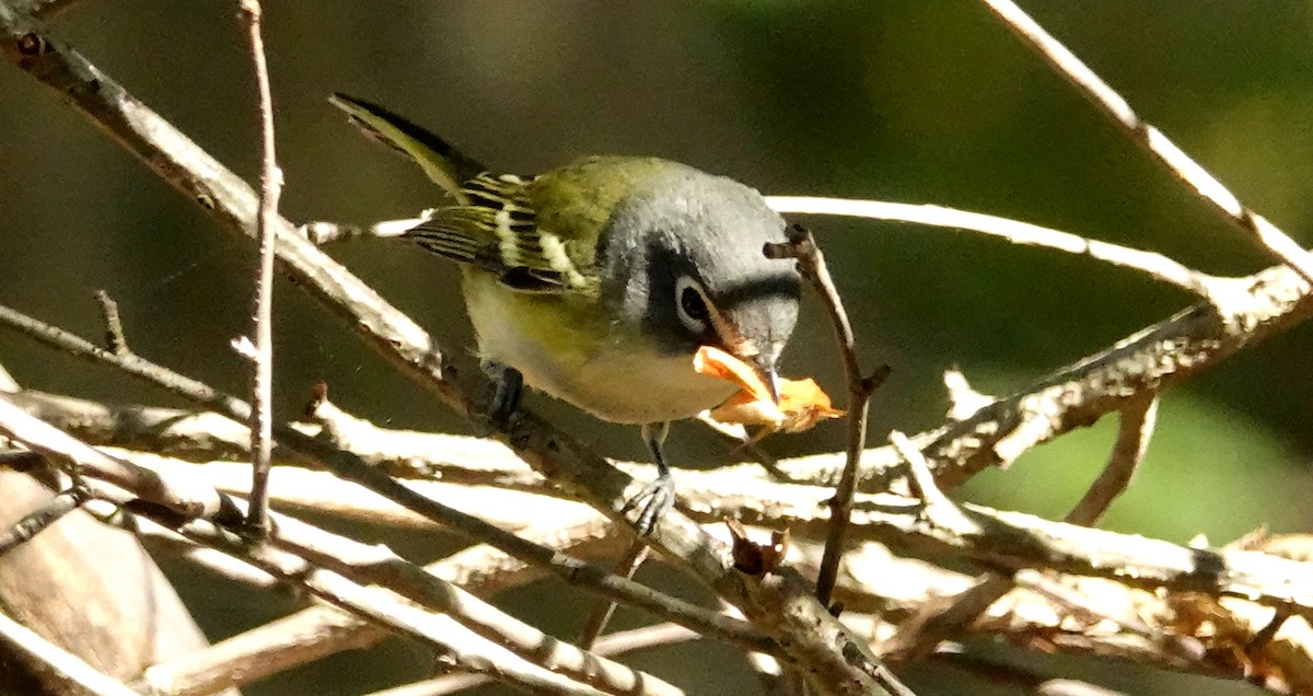 Blue-headed Vireo - Cynthia Ehlinger