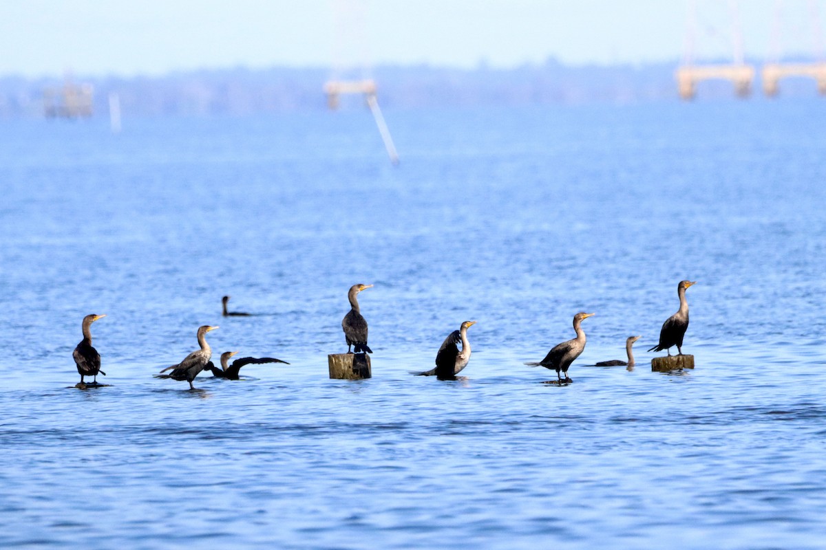 Double-crested Cormorant - ML625409979