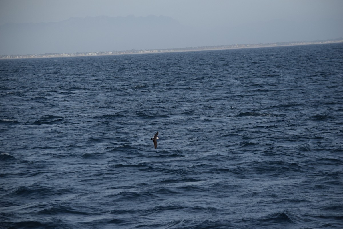 Heermann's Gull - ML625410018