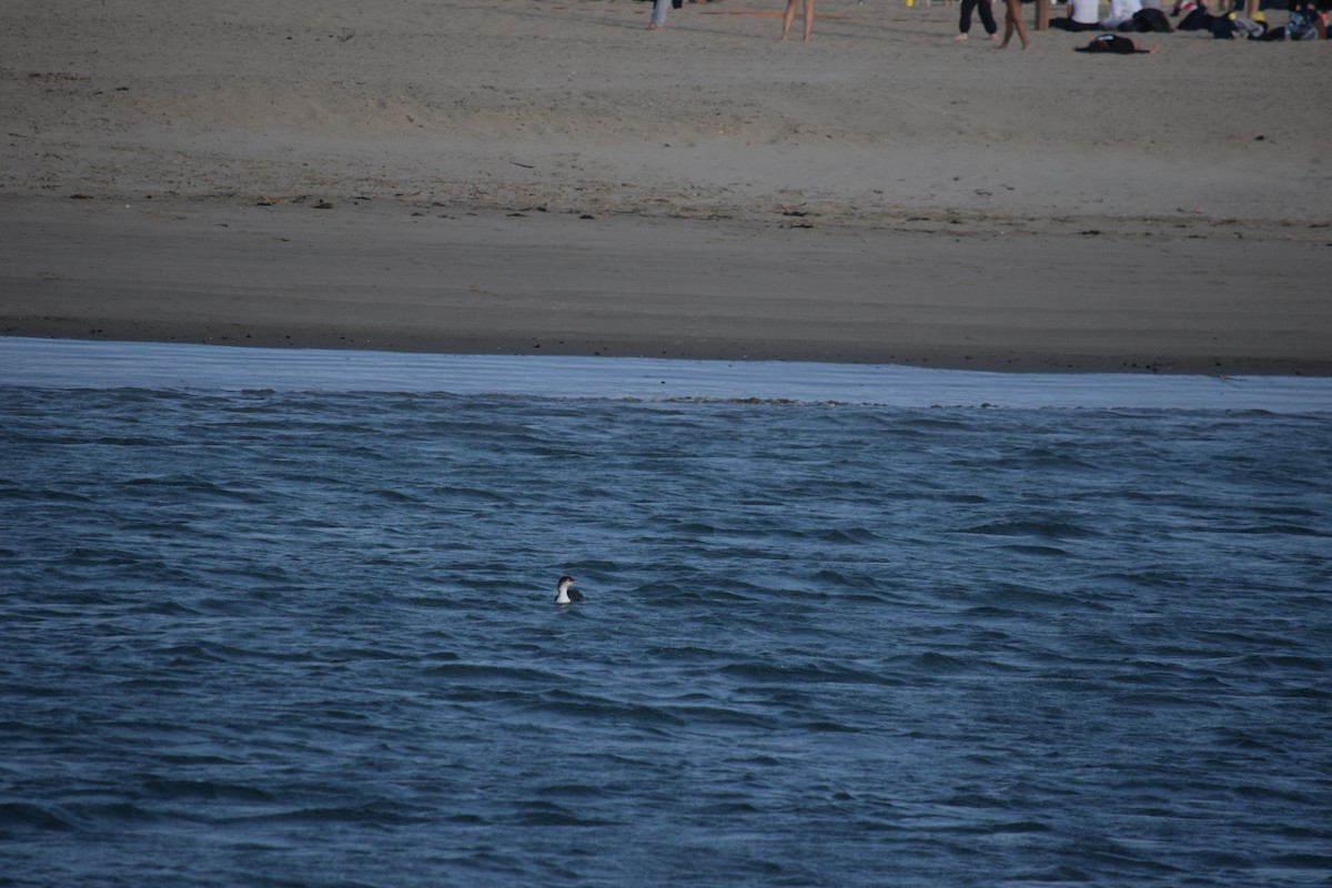 Common Loon - ML625410083