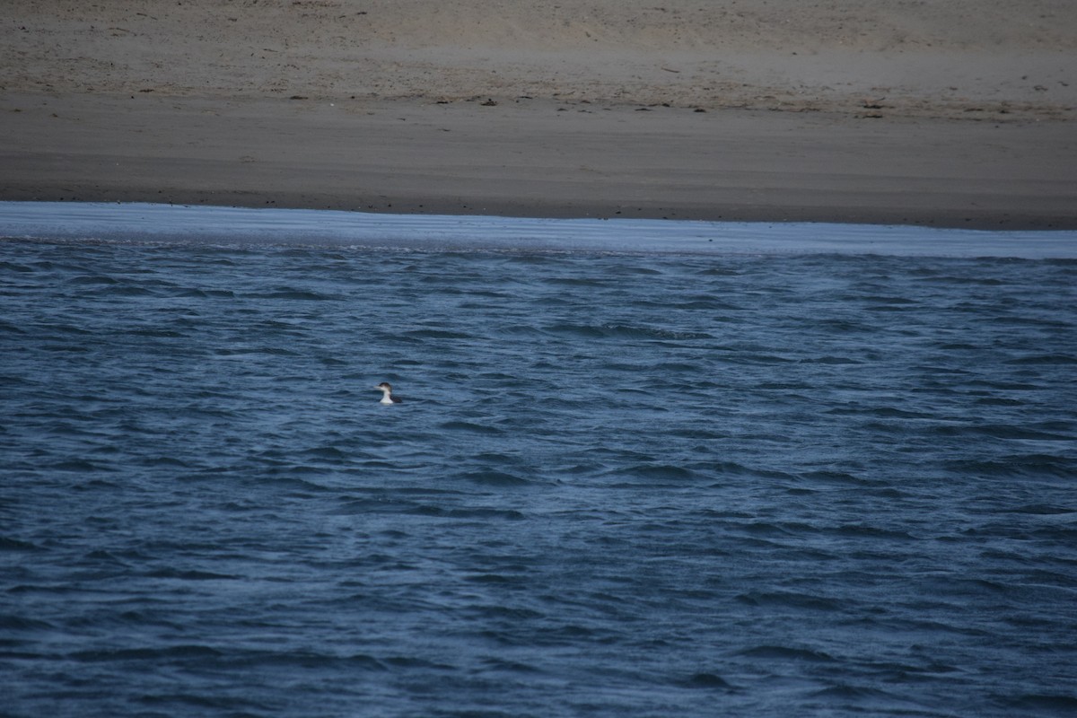 Common Loon - ML625410084