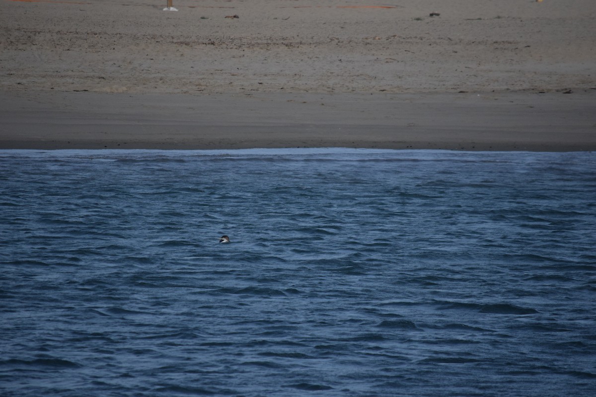 Common Loon - ML625410086