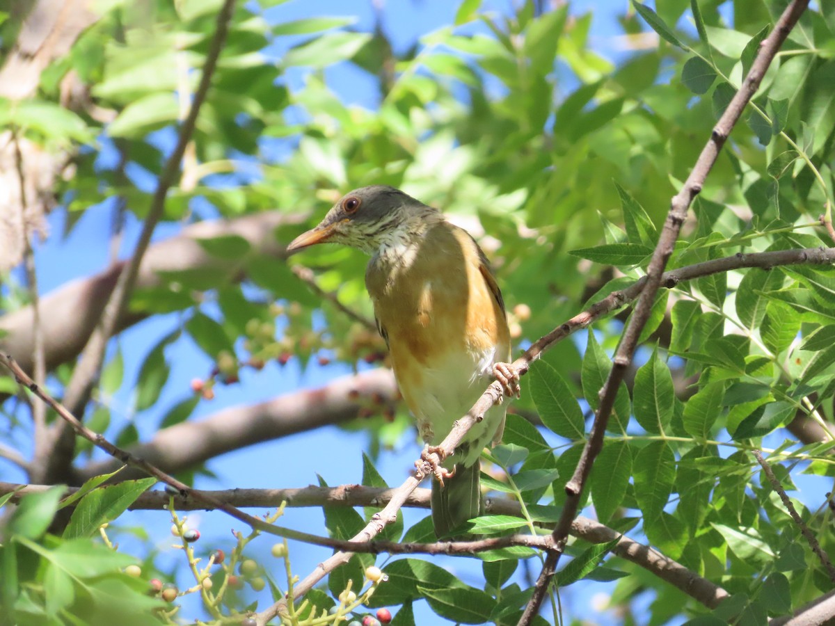 Rufous-backed Robin - Dan King