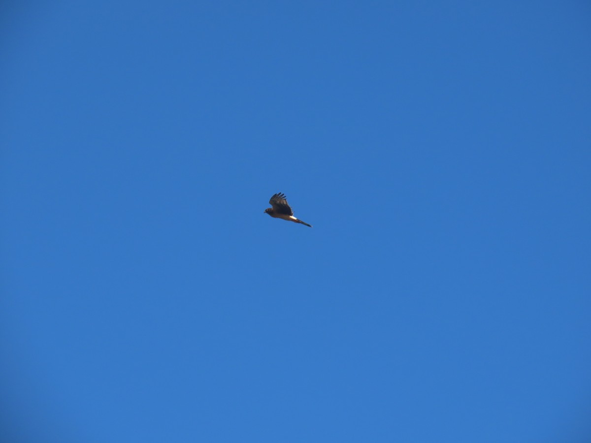 Northern Harrier - ML625410174