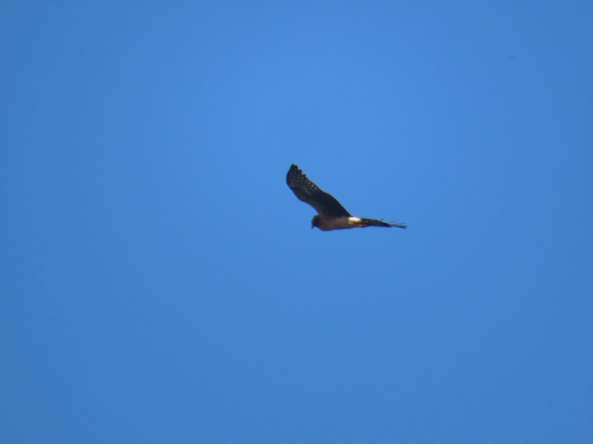 Northern Harrier - ML625410175