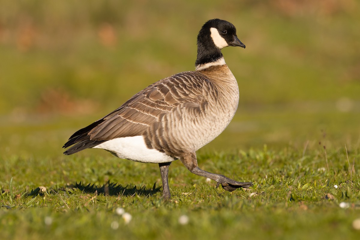 berneška malá (ssp. leucopareia) - ML625410197