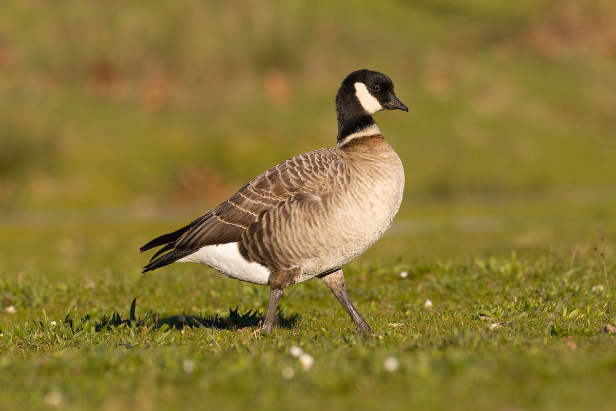 polargås (leucopareia) - ML625410198