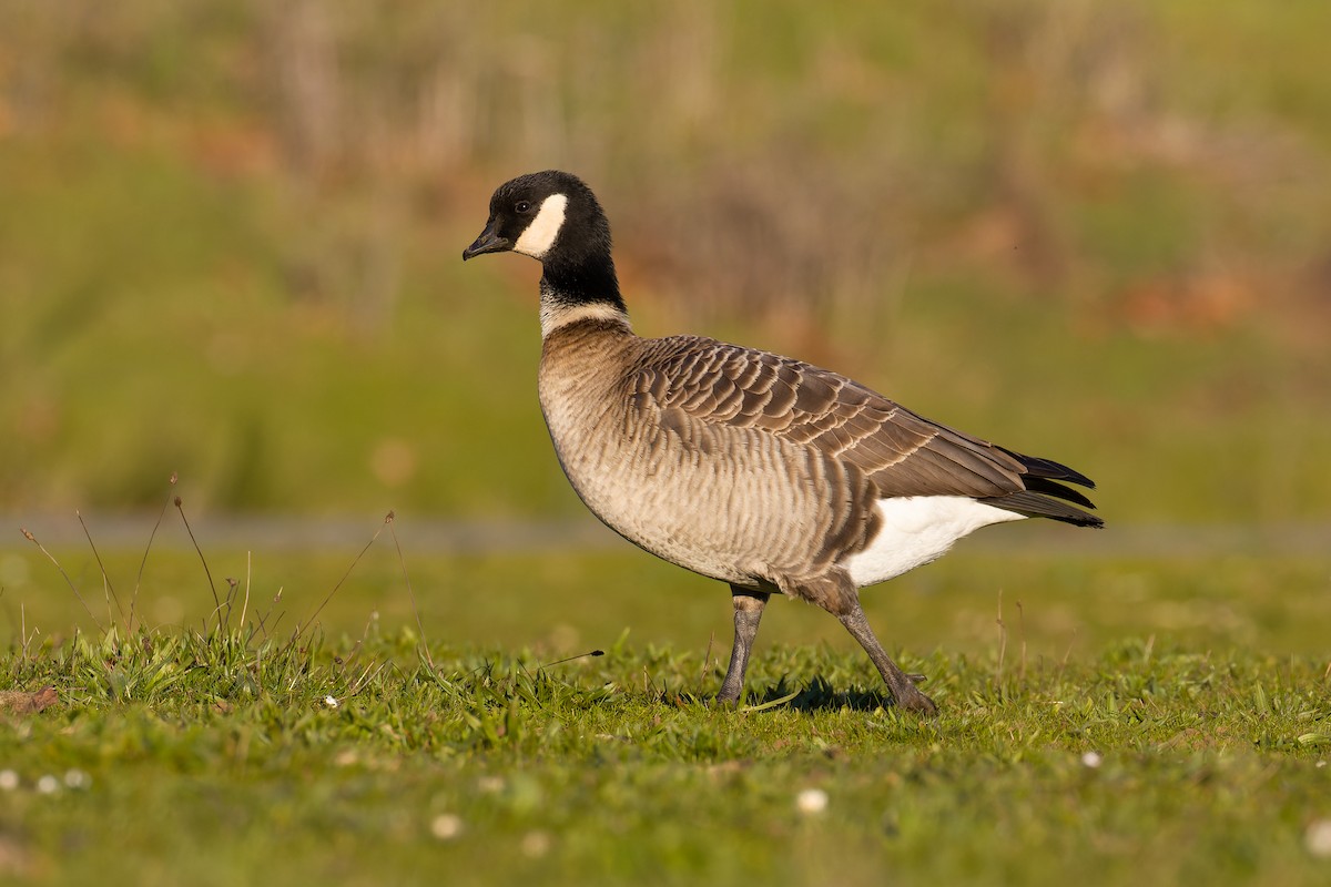 polargås (leucopareia) - ML625410199