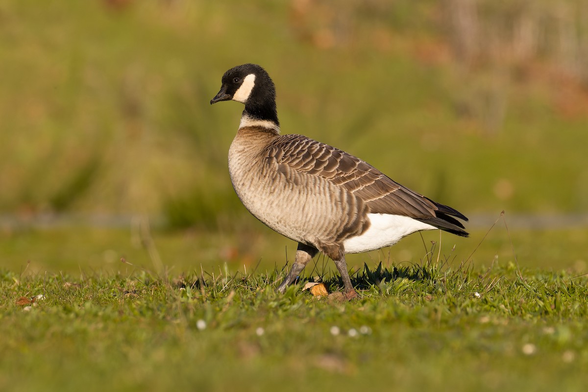 berneška malá (ssp. leucopareia) - ML625410200