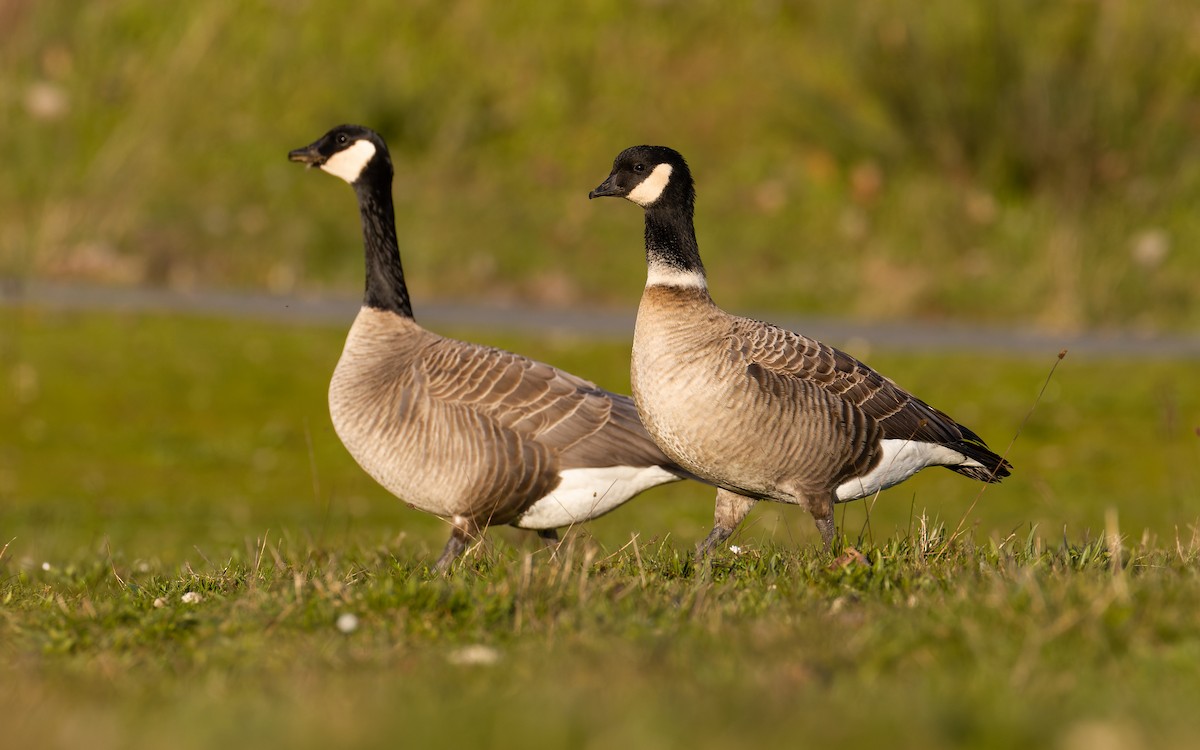 berneška malá (ssp. leucopareia) - ML625410201