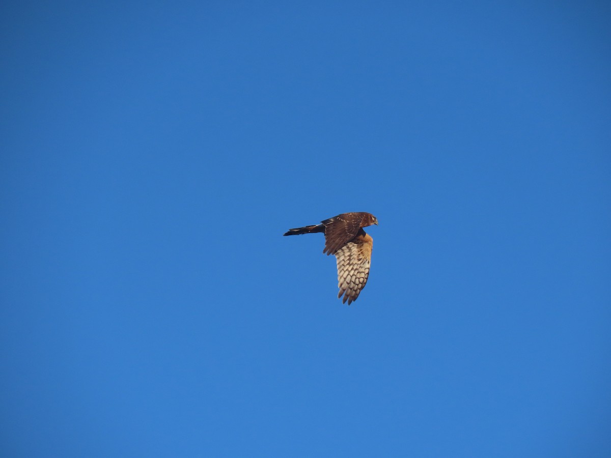 Northern Harrier - ML625410221