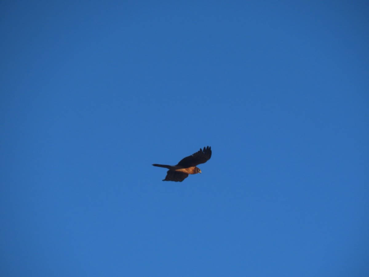 Northern Harrier - ML625410225