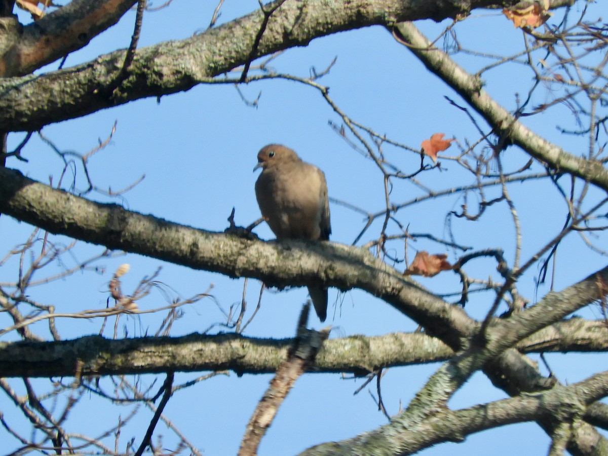 Mourning Dove - ML625410234