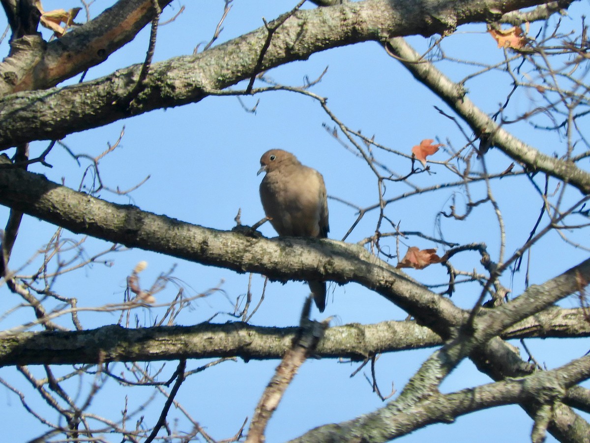 Mourning Dove - ML625410254