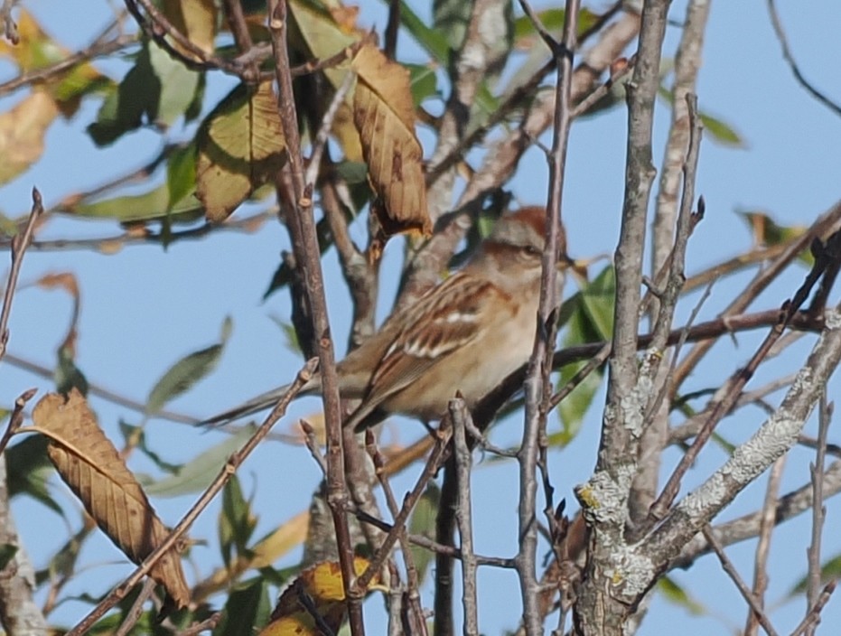 American Tree Sparrow - ML625410270