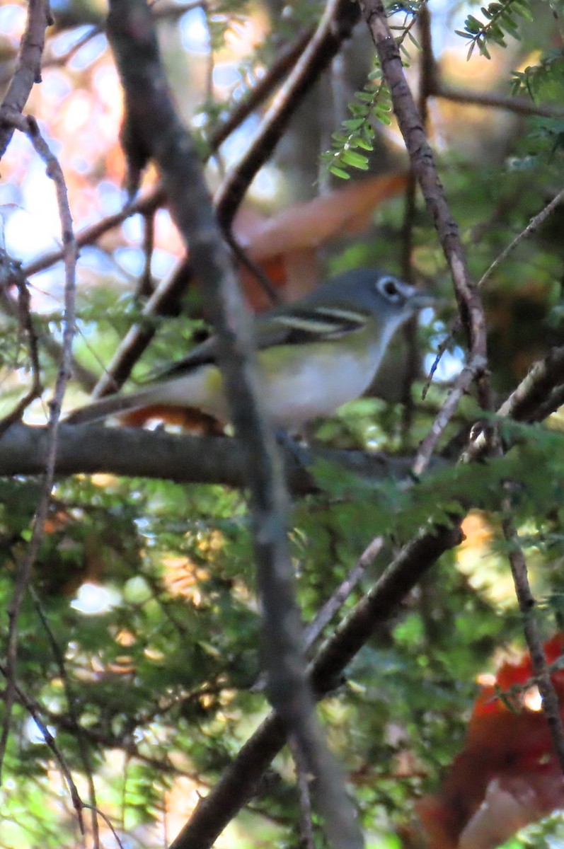 Blue-headed Vireo - ML625410289