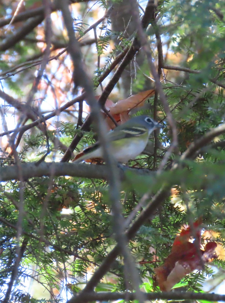 Blue-headed Vireo - ML625410290