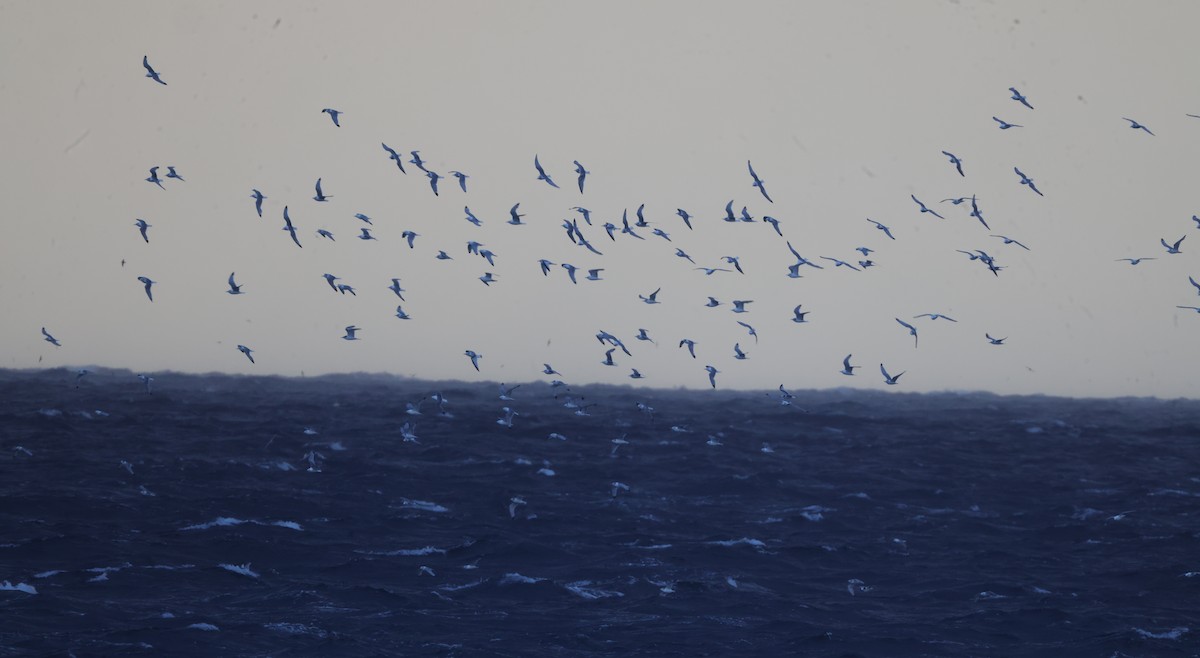 Black-legged Kittiwake - ML625410306