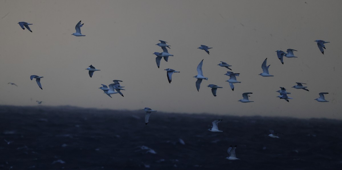 Black-legged Kittiwake - ML625410336