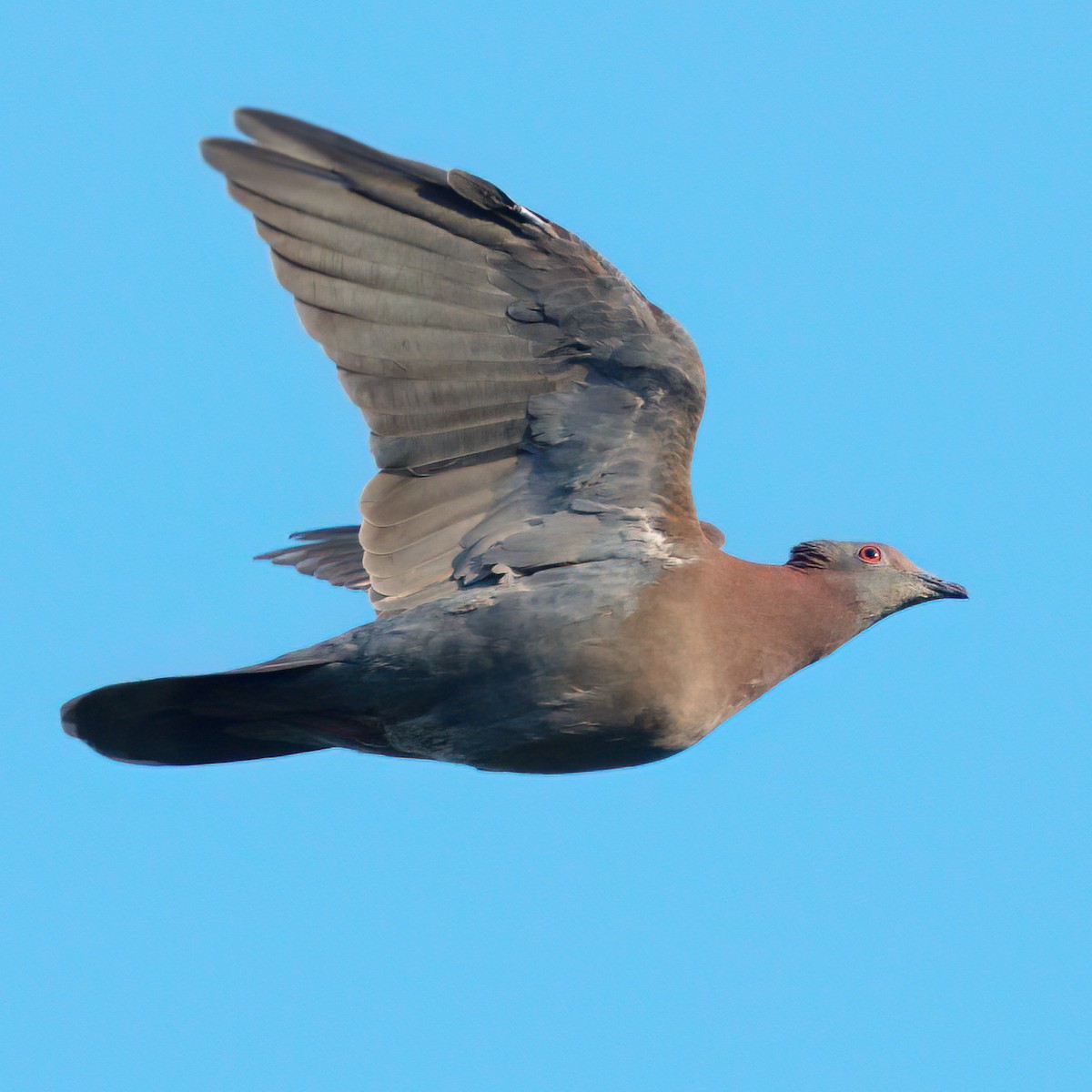 Pale-vented Pigeon - Daniel Hinckley | samazul.com