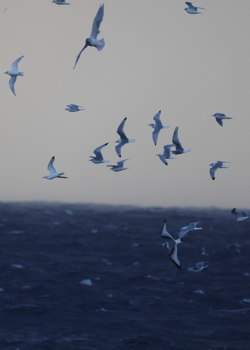 Black-legged Kittiwake - Tim Lenz