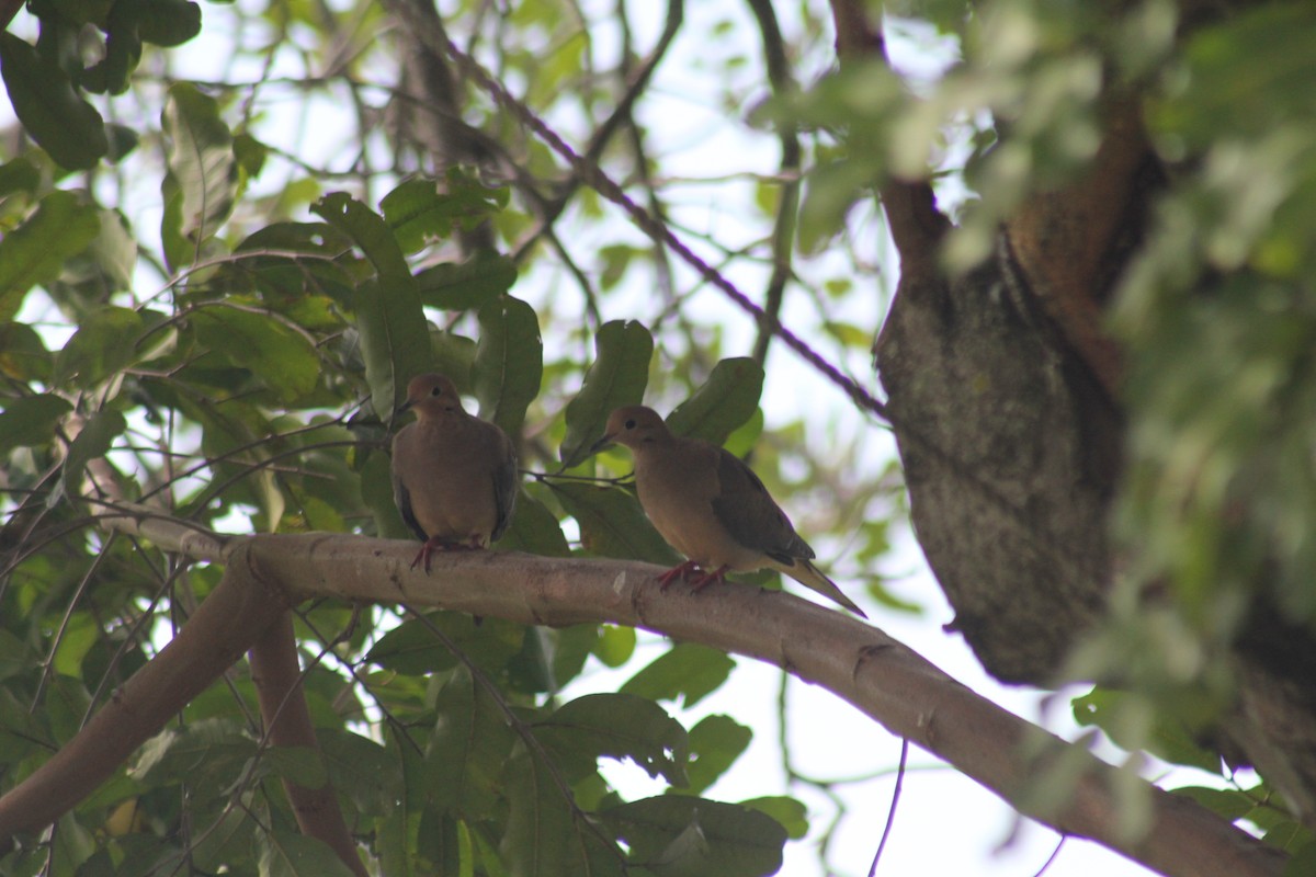 Mourning Dove - ML625410405