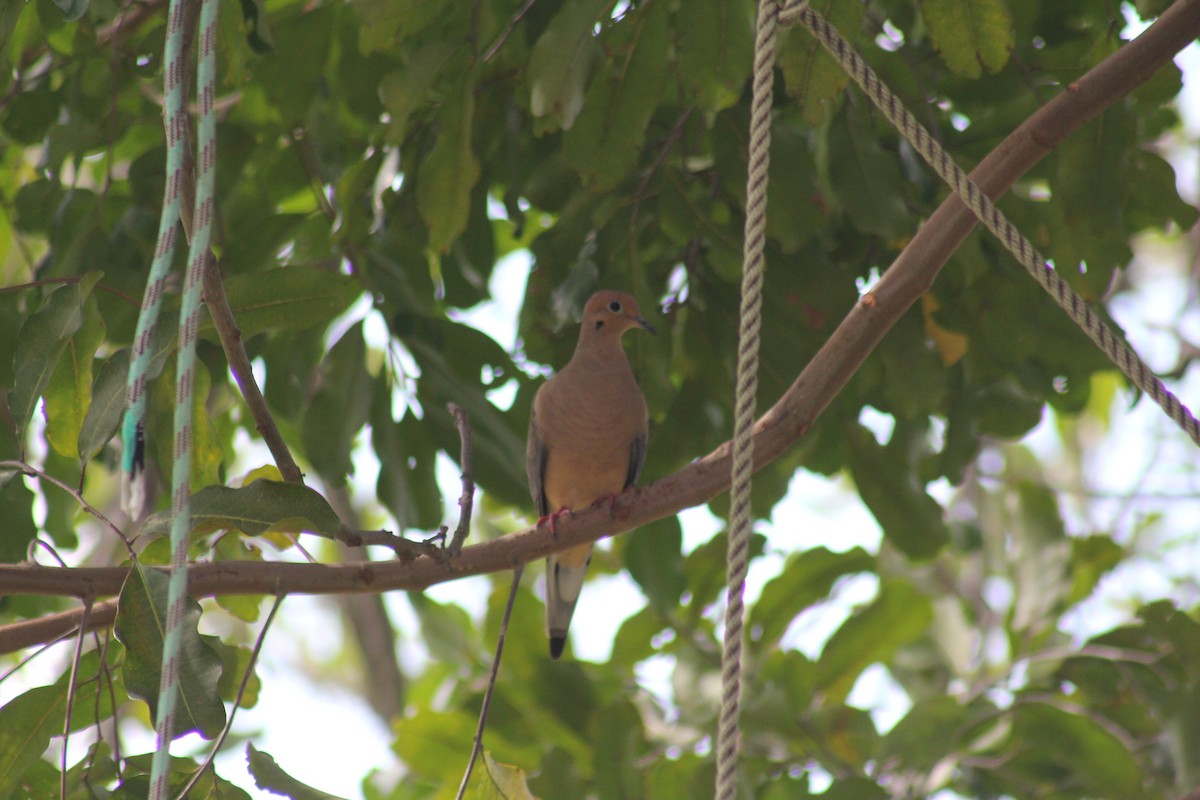 Mourning Dove - ML625410406