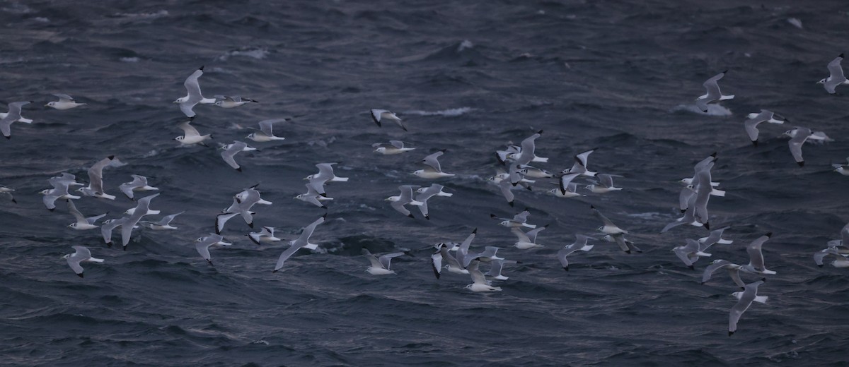 Black-legged Kittiwake - ML625410462